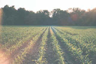 growing corn.jpg (34565 bytes)