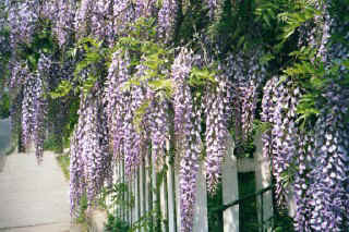 wisteria.jpg (57869 bytes)